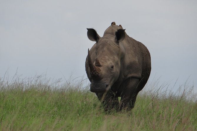 Mini Safari and Zulu Cultural Experience - Day Tour - Zulu Cultural Immersion