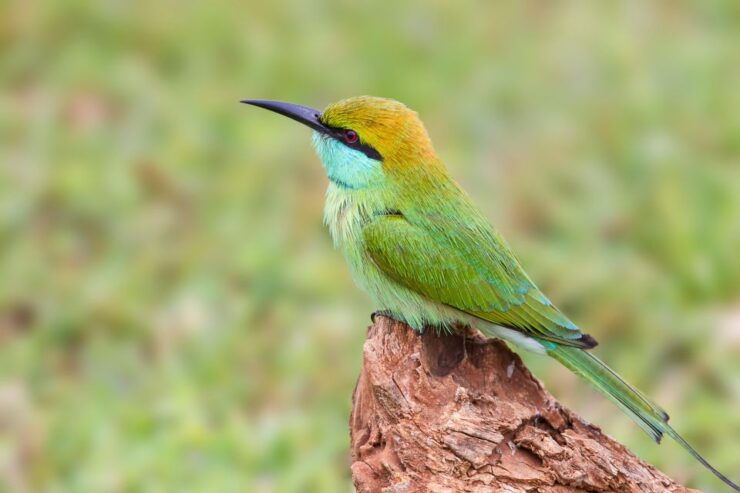Minneriya National Park Safari by a 4x4 - Wildlife Encounters