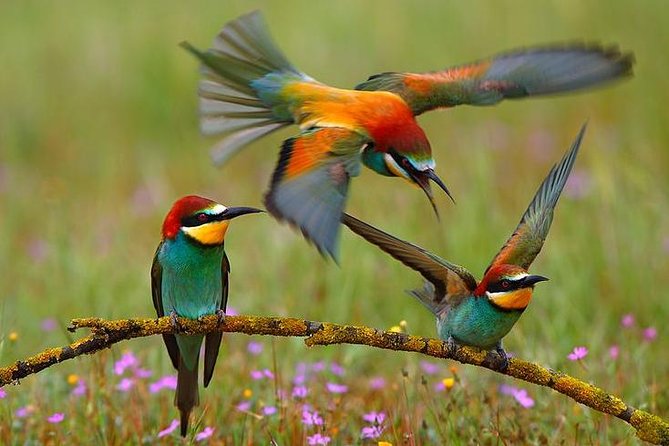 Mkuze River Bird Walk - Focus on Wildlife and Birdlife Spotting