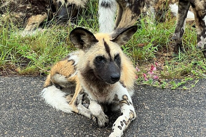 Moholoholo Wildlife Encounter & Sunset Safari - Meeting and Pickup
