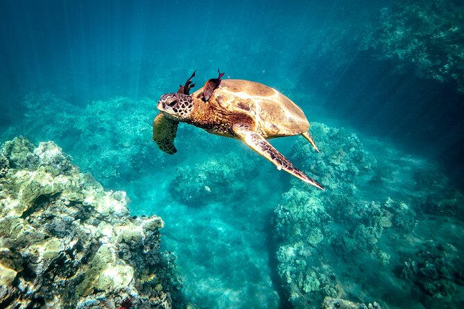 Molokini Snorkel Plus Whale Watching Adventure Tour - From Kihei - Meeting and Pickup Information