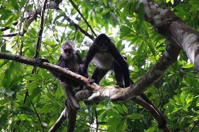 Monkey River Wildlife Encounters and Manatee Watch - Whats Included