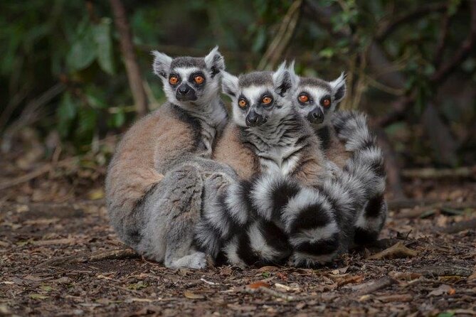 Monkeyland Guided Tour in Plettenberg Bay - Date and Traveler Selection