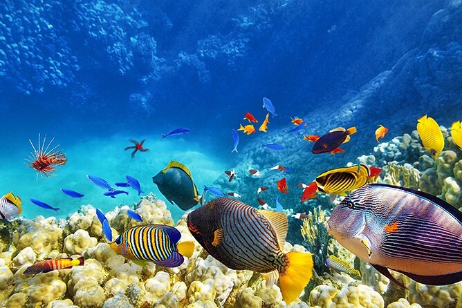 Monterey: Ocean Paradise, Trolley and Walking Tour - Booking Information
