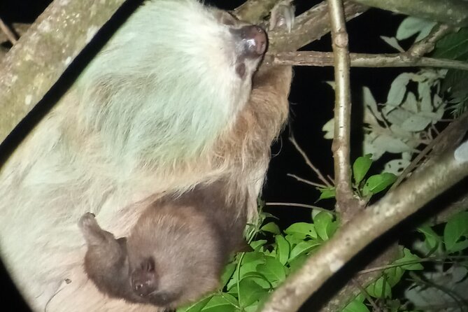 Monteverde Night Tour