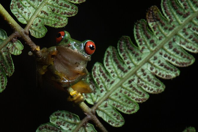 Monteverde Rain Forest Night Walk - Overview
