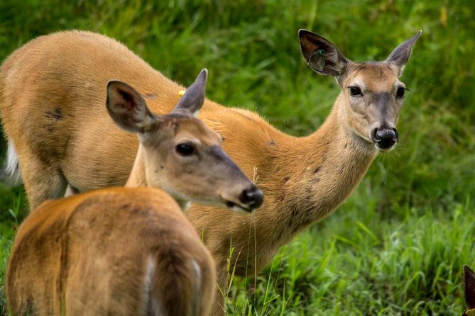 Montreal ZOO, Private Half Day Tour - Overview of the Ecomuseum Zoo