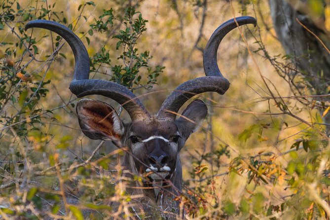 Morning Big 5 Game Safari in Kruger National Park From Hazyview - Pickup and Drop-off