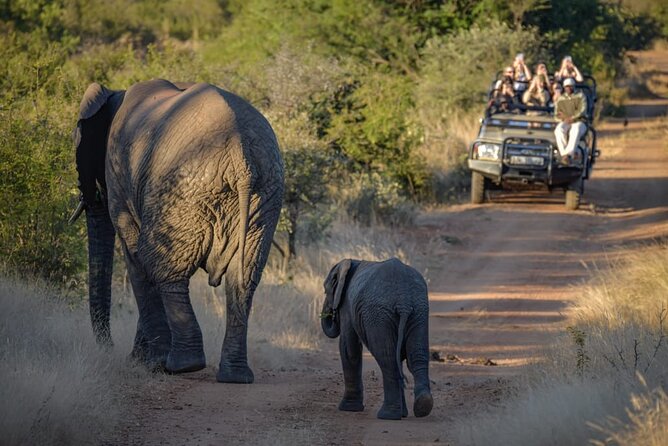 Morning Safari in Hoedspruit - Pricing and Inclusions