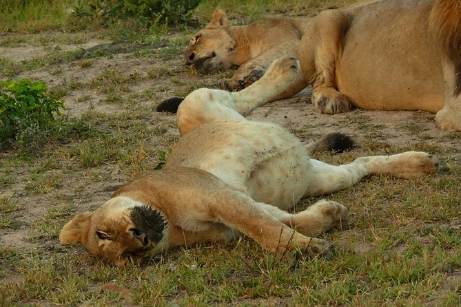 Morning Safari in Kruger National Park From Hazyview (Am Knp) - Pickup and Logistics