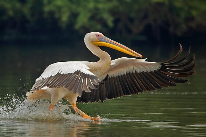 National Chambal Sanctuary and Alligator Day Tour From Sawai Madhopur - Pricing Details