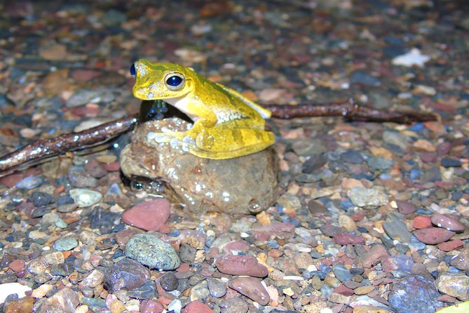 Nativos Corcovado Night Hike in DrakeBay - Traveler Engagement