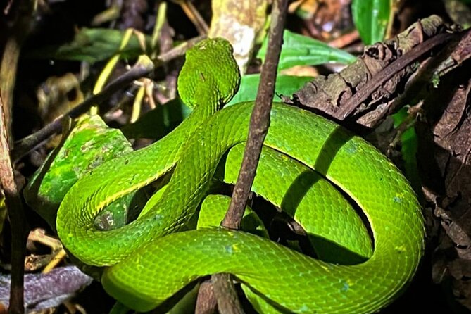 Night Hike Wildlife Observation in Santa Elena Monteverde - Wildlife Enthusiasts Experience