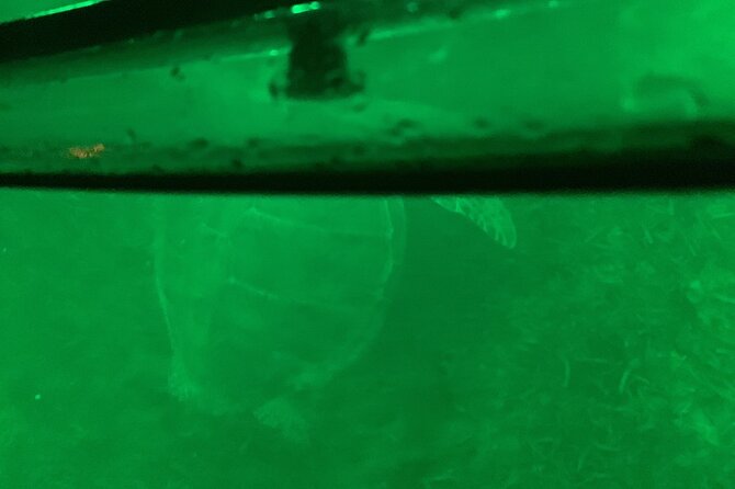 Night Kayaking With Liquid Glow - Safety First