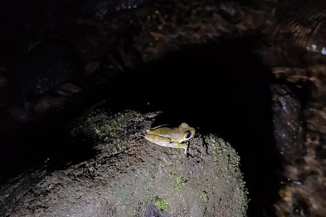 Night Tours at the Biological Station in Bri Bri - Booking Flexibility