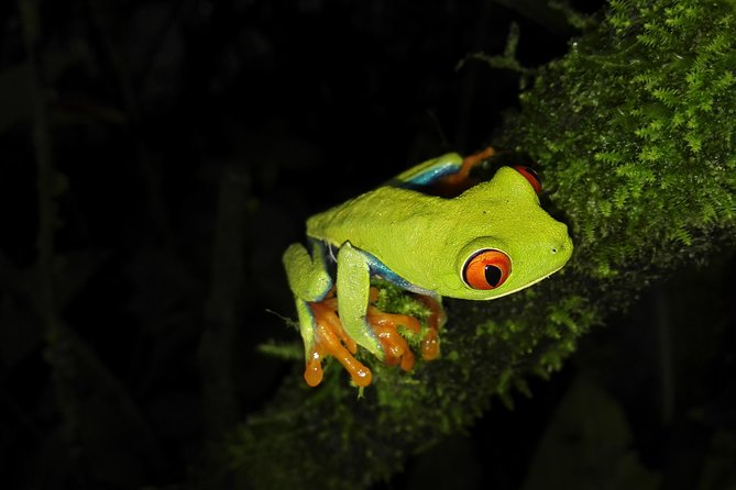 Night Walk Experience at Natura Eco Park, (Frogs Snakes Mammals Insects Birds) - Good To Know