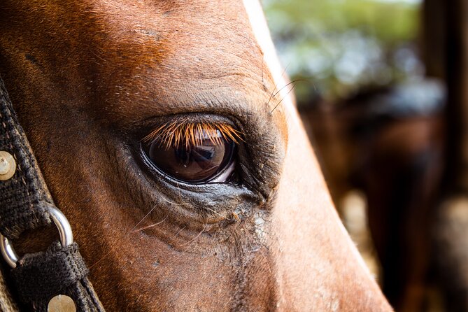 North Coast and Countryside Horseback Riding Tour in Aruba - What to Expect