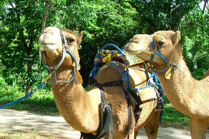 Ochos Rios Camel Trek Including Hotel Transfers (Feb ) - Experience Itinerary