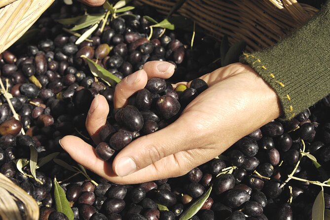 Olive Oil Private Tour in Portugal - Reviews