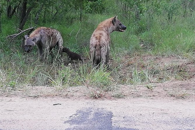 One Day Kruger National Park Tour Private - Itinerary Overview