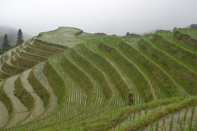 One Day Private Longshen Rice Terraces Tour Including Lunch - Booking and Availability