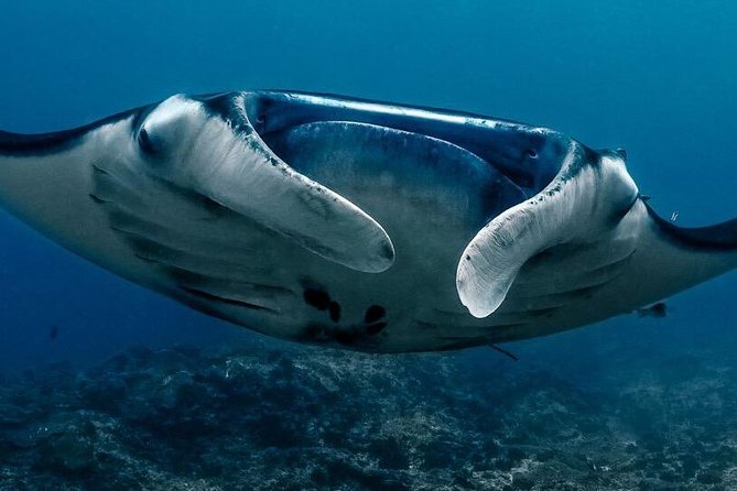 Open Water Advanced Course - Premium Certifications Package in Nusa Lembongan - Whats Included
