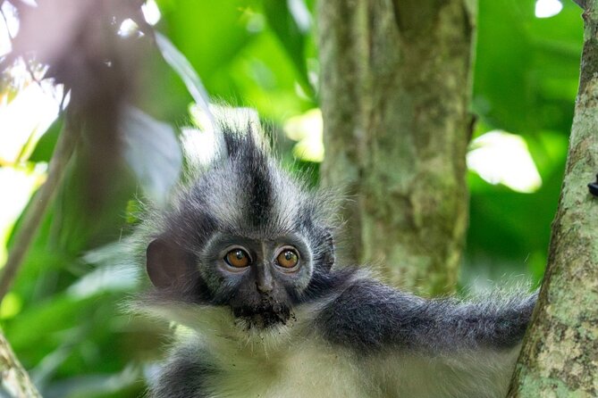 Orangutan Jungle Trek: 3 Day Adventure in Bukit Lawang, Sumatra - Up-Close Encounters With Orangutans