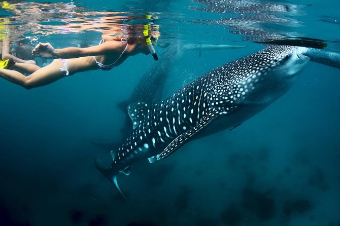 Oslob Whale Shark Watching - Pickup Information