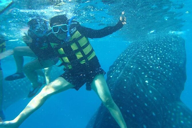 Oslob Whale Sharks, Tumalog Falls & Moalboal Sardines Snorkeling - Whale Shark Encounter