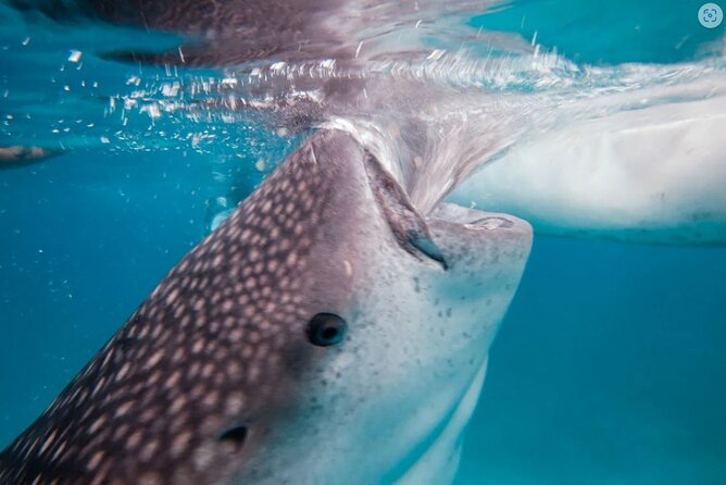 Oslob Whaleshark Watching Tour With Moalboal Island Tour - Inclusions & Amenities
