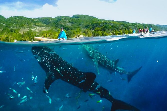 Oslob Whaleshark With Sumilon Island - Itinerary Details