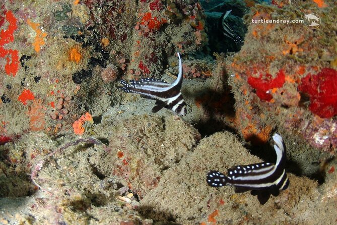 PADI Discover Scuba Dive - Traveler Photos