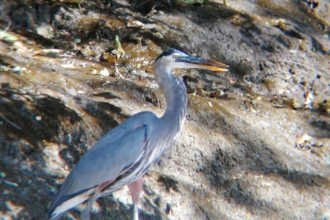Palo Verde National Park: Thrilling Wildlife Expedition - Wildlife Viewing: Monkeys, Crocodiles, Birds