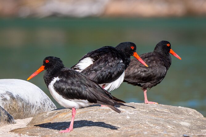 Pambula River Kayaking Tour - Meeting and Pickup Information