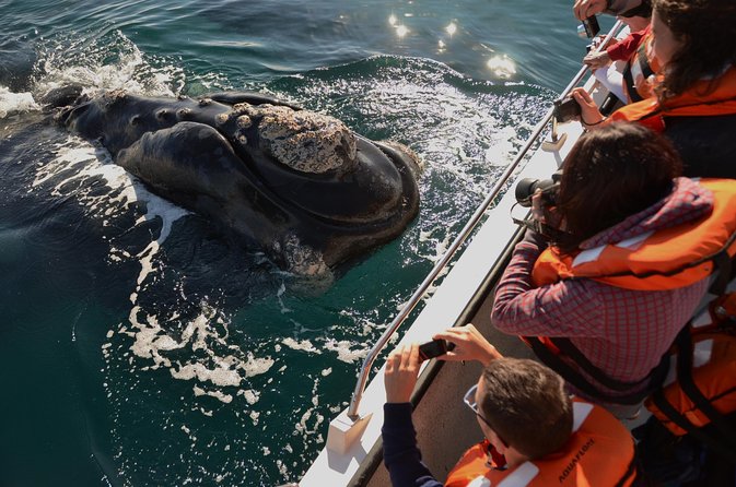 Peninsula Valdes Tour From Puerto Madryn With Optional Whale Watching - Good To Know