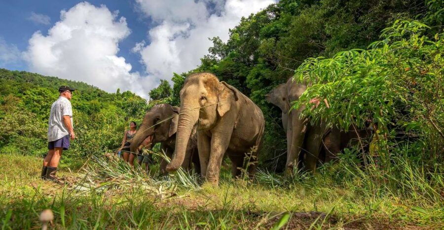 Phuket: Ethical Elephant Nature Park Visit With Lunch