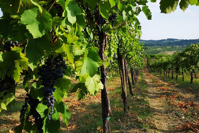 Picnic, Visit and Tasting - Good To Know