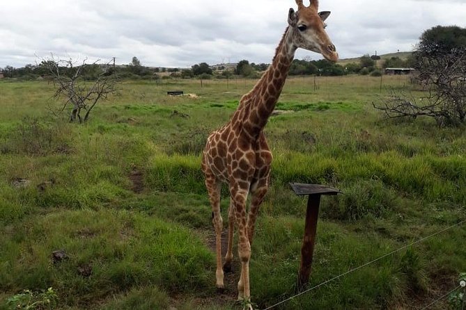 Pilanesberg and Sun City Tour - Positive Feedback