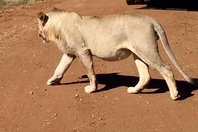 Pilanesberg Game Reserve Guided Day Tour From Johannesburg or Pretoria - Traveler Feedback