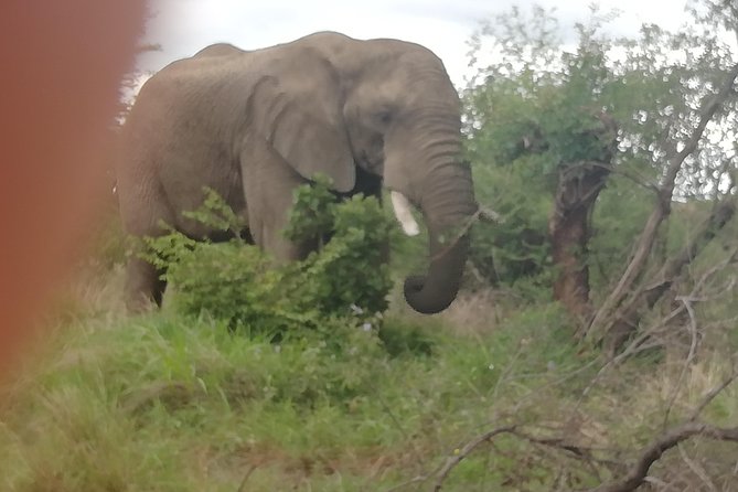 Pilanesberg & Lion & Safari Park - Wildlife Safari Experience