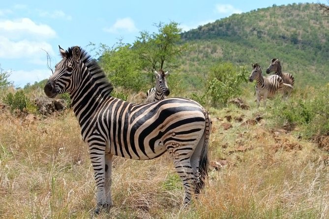 Pilanesberg National Park Full Day Safari From Johannesburg - Traveler Photos and Inspirations