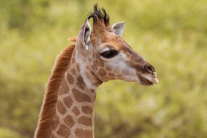 Pilanesberg National Park Private Full-Day Safari Tour  - Johannesburg - Qualified Field Guide Included