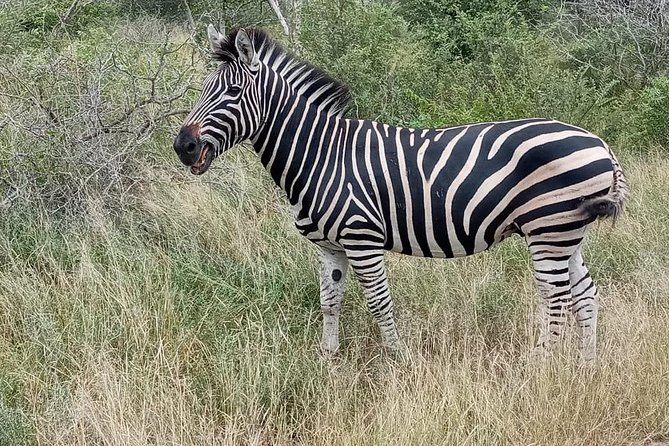Pilanesberg Safari Day Tour - Park Highlights