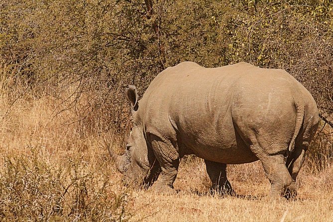Pillanesburg National Park 2 Days 1 Night Magical Safari - Best Time for Animal Sightings