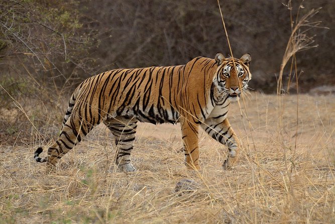 Private 3-Day Safari Tour: Bangalore-Nagarhole National Park (Feb ) - Safari Tour Overview and Activities