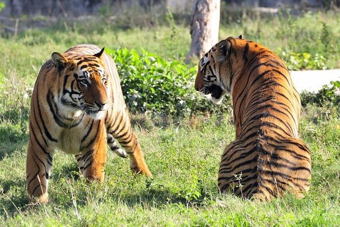 Private 4-Day Ranthambhore Tiger Safari Tour to Agra and Jaipur From Delhi - Pricing and Availability