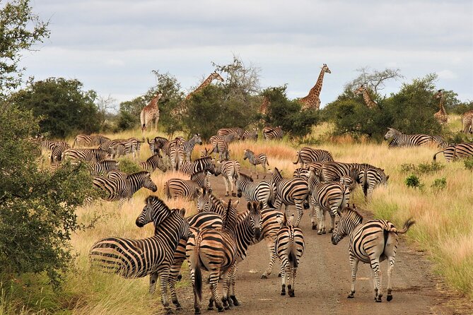 Private 4x4 Safari Tour in Kruger National Park - Additional Information