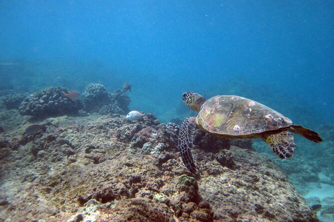 Private 5Hrs Island Tour With 2Hrs Sail and Snorkel With Turtles - Inclusions
