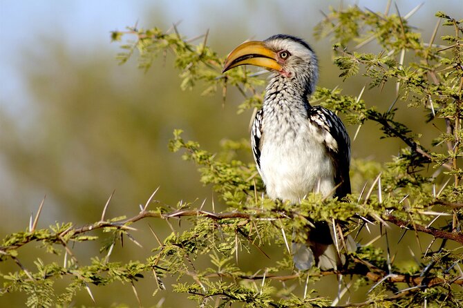 Private Big 5 Dinokeng Safari Minutes From Johannesburg - Date and Travelers