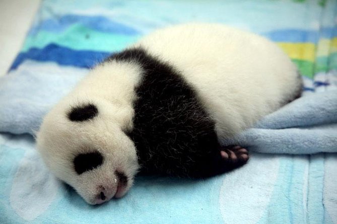 Private Chengdu Day Tour: Giant Pandas and Jinsha Site Museum - Panda Breeding Center Visit